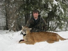 Montana mountain lion hunts, a fish creek lion